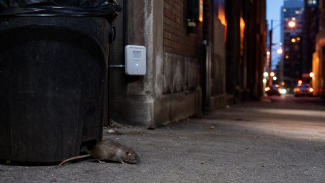 Evolving Rodent Resistance: A Growing Concern for Urban Areas